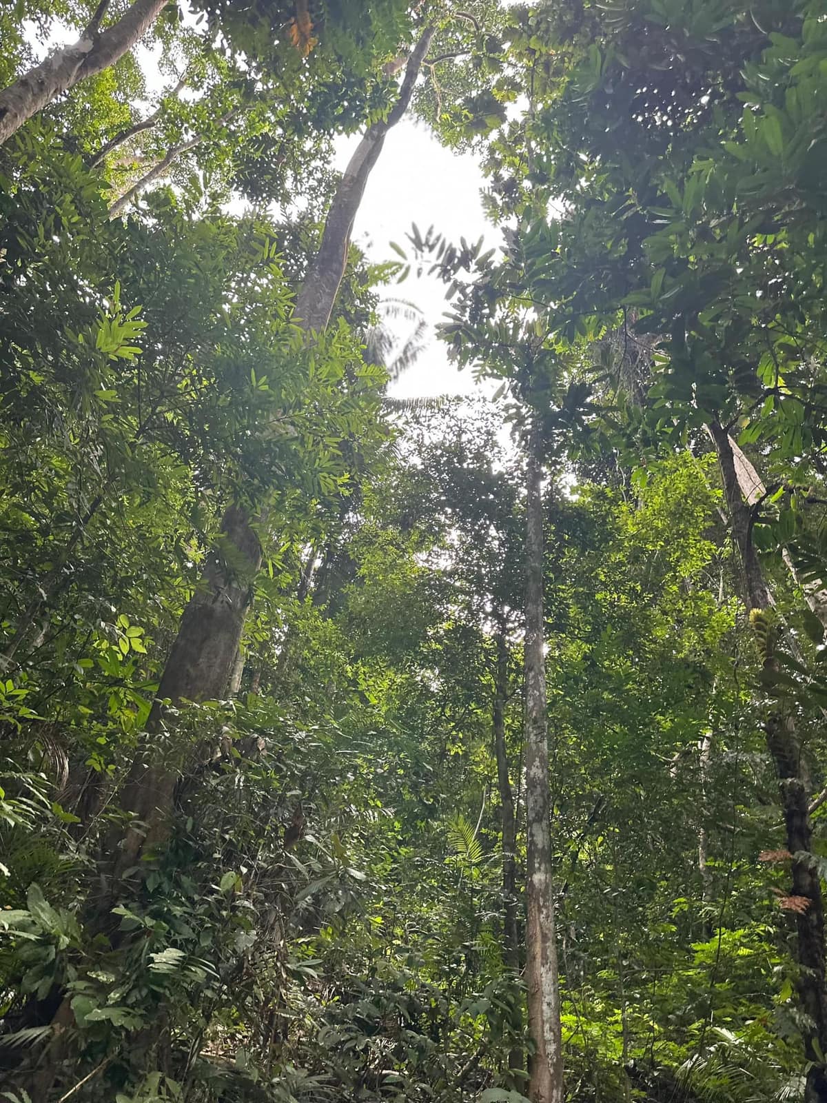 Rainforest Walk — Cahaya Asah Resort Tioman Island